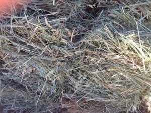 june2013Hay