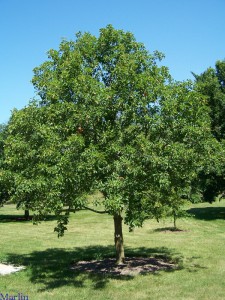 buckeyetree